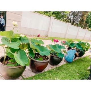 Sen Thái- Vạn Thọ Hồng (củ giống)