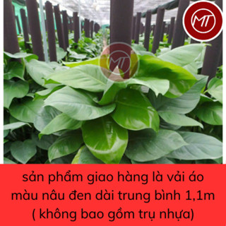 Vải áo bọc tru cột cho cây trầu bà, cây dây leo