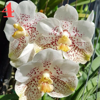 Hoa Lan: VANDA THÁI- COMBO 5 MÀU: 150K