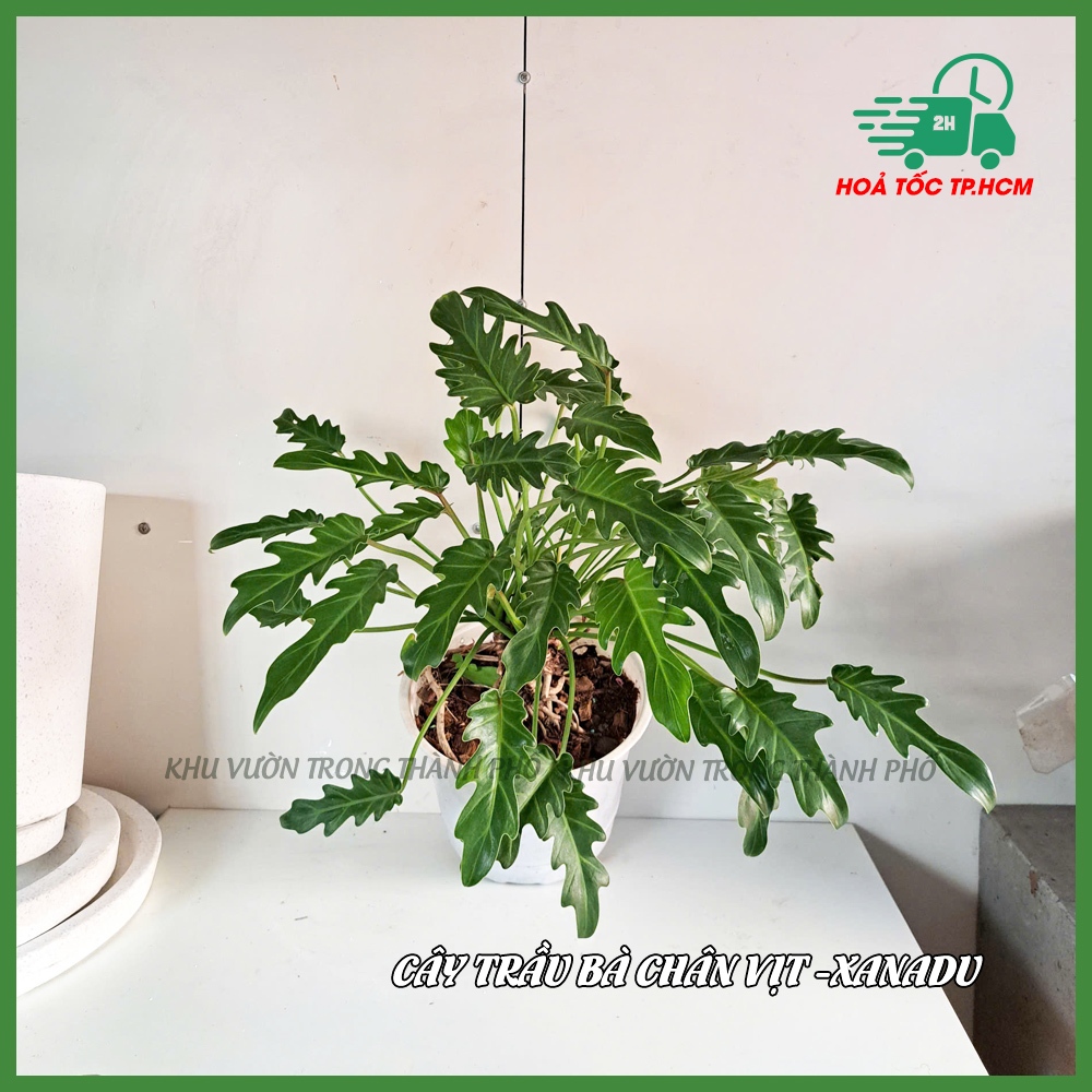 Cây trầu bà chân vịt philodendro xanadu