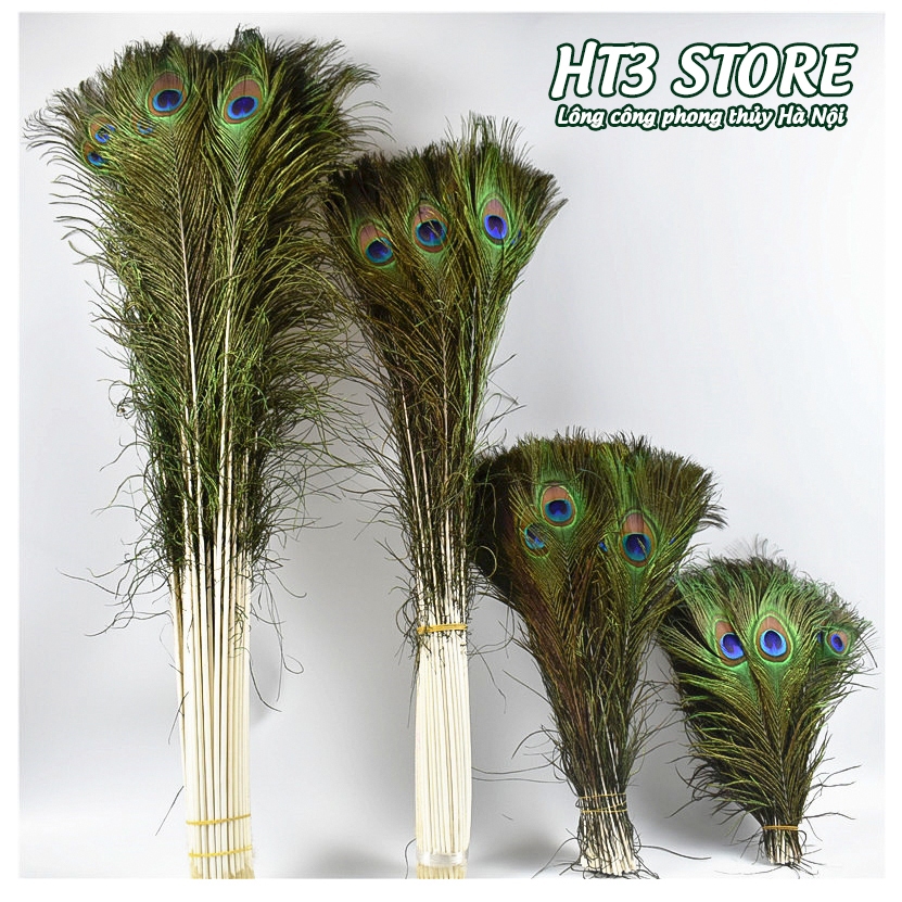 Lông công phong thủy giá tốt (Bán theo Combo số lượng)