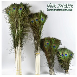 Lông công phong thủy giá tốt (Bán theo Combo số lượng)