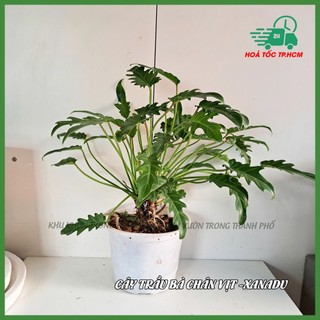 Cây trầu bà chân vịt philodendro xanadu