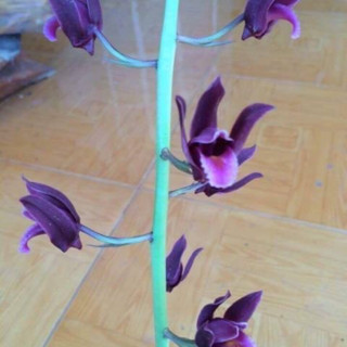 Địa lan luân trần