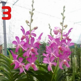 MOKARA CẮT CÀNH GIỐNG