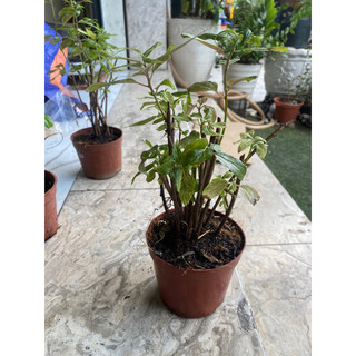 Thuốc dòi bầu 3 đến 10 cây