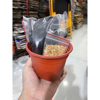 Bộ trồng cỏ mèo tại nhà dễ dàng, nhanh chóng giúp cung cấp chất xơ, loại bỏ búi lông - Bộ kit trồng cỏ mèo | Muchinshop