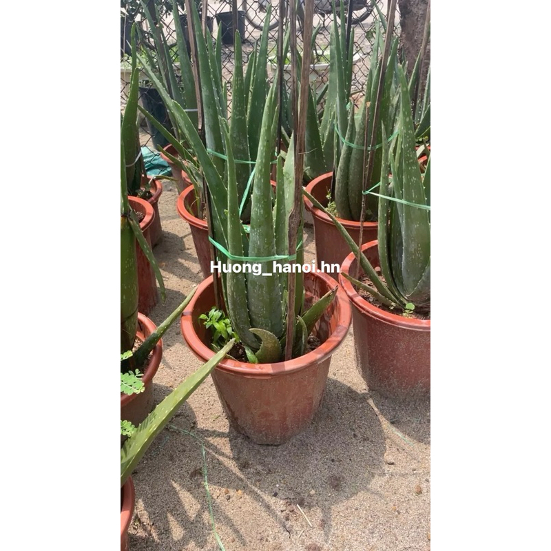 Chậu nha đam Mỹ