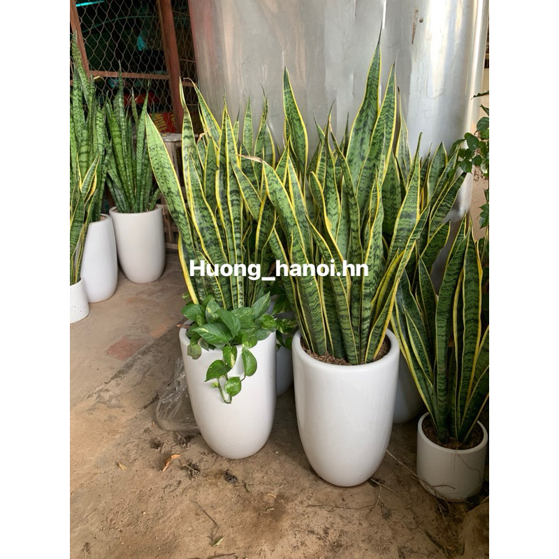 Chậu cây lưỡi hổ (1 chậu 3-5 cây)