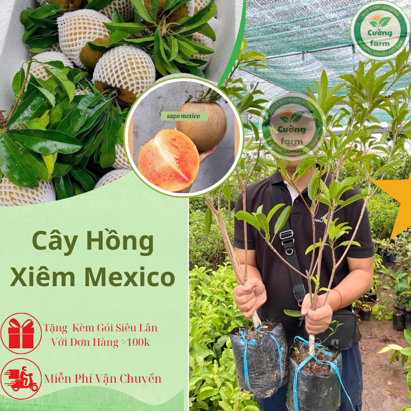 Cây Giống Hồng Xiêm Mexico ( sapoche mexico ) cây giống chuẩn quả to tròn hạt lép