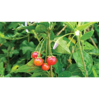 1KG Cây Cà Gai Leo Sấy Khô