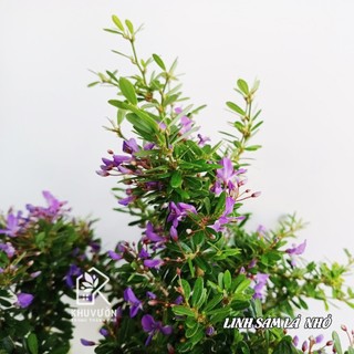 Cây Linh Sam (dùng làm bonsai, tiểu cảnh)
