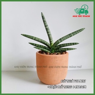 Cây ngà voi tay phật mini (có hỏa tốc)