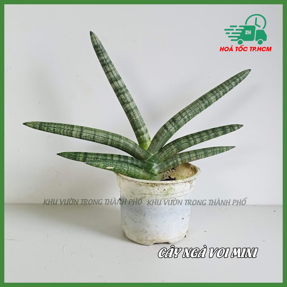 Cây ngà voi tay phật mini (có hỏa tốc)