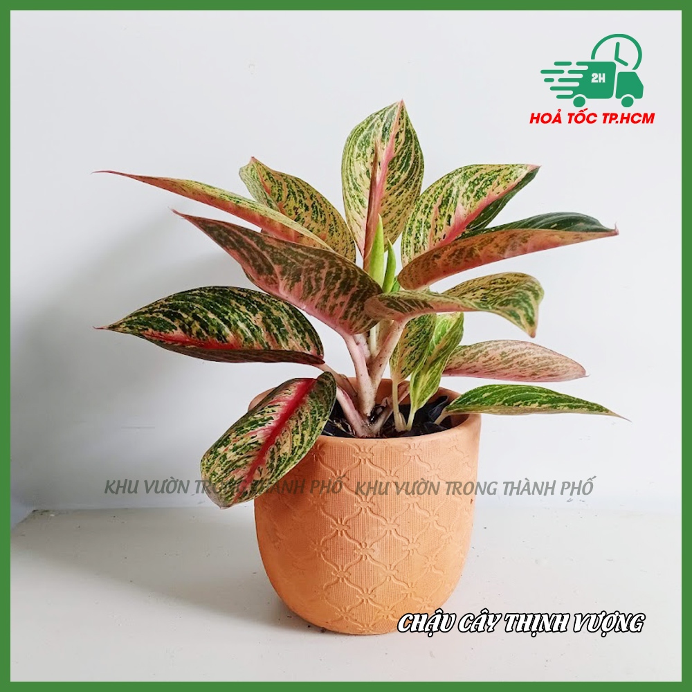 Chậu Cây Thịnh Vượng Để Bàn