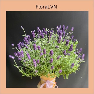 100% HOA TƯƠI| Chậu hoa tươi Lavender cao cấp, Hoa Oải Hương, Hoa tươi hiện đại, trẻ trung.