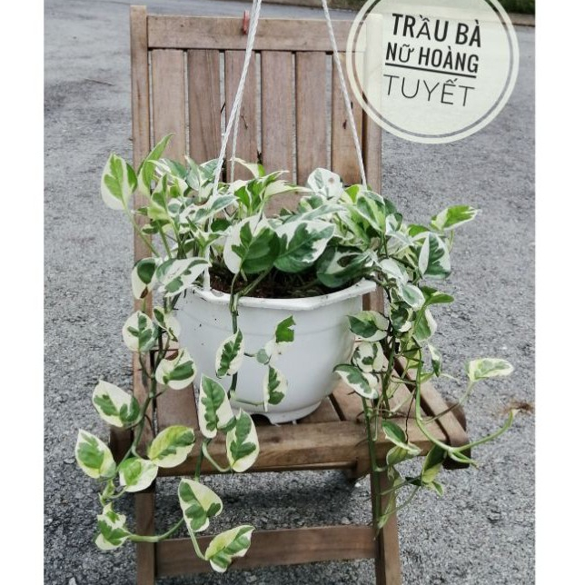 Cây trầu bà ngọc thủy (chậu treo trồng trong mát)