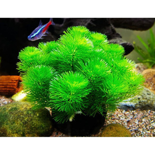 Rong La Hán Xanh Gắn Giá Thể | Viên La Hán Gắn Giá Thể Dinh Dưỡng Không Cần Co2 và Phân Nền