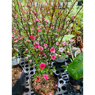 Chậu nhựa mềm hoa Nhất Chi Mai ( Tùng tuyết mai ) - Cây lớn đang sum hoa nụ - Hoa quanh năm