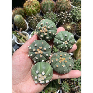 XƯƠNG RỒNG ASTER 2- 3CM