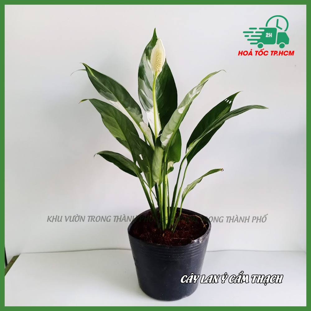 Cây Lan Ý Var, Lan ý đột biến, lan ý cẩm thạch (có hỏa tốc)