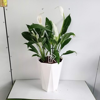 Cây Lan Ý Var, Lan ý đột biến, lan ý cẩm thạch (có hỏa tốc)