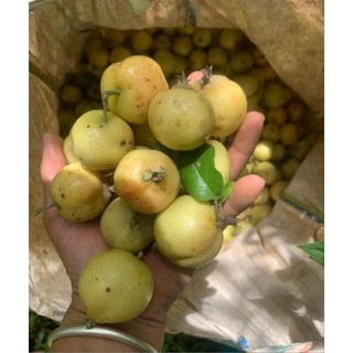 2kg Táo mèo tươi  Sơn La giòn ngon , ngâm r
