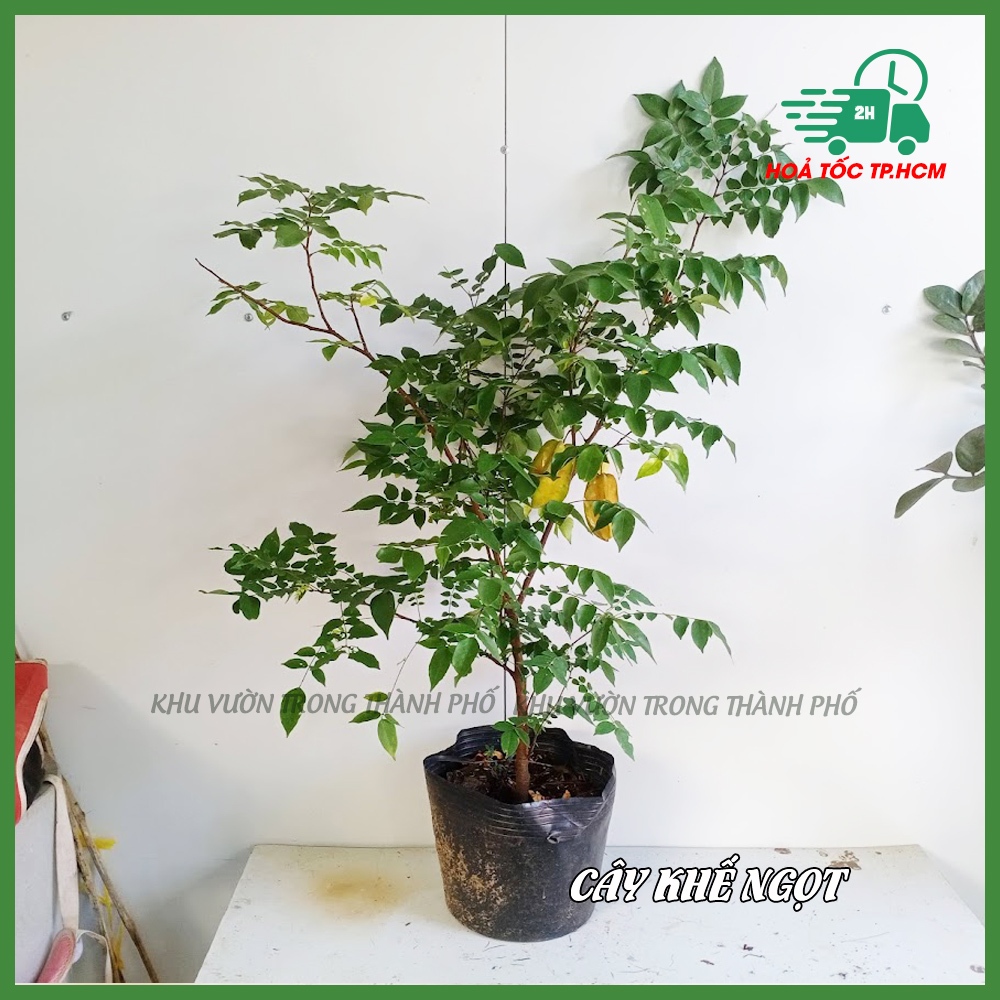Cây Khế Ngọt cao 1m -1m3 (tùy đợt có trái hoặc chưa trái)