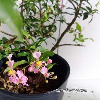 Cây Hồng ngọc mai ( cây làm bonsai)