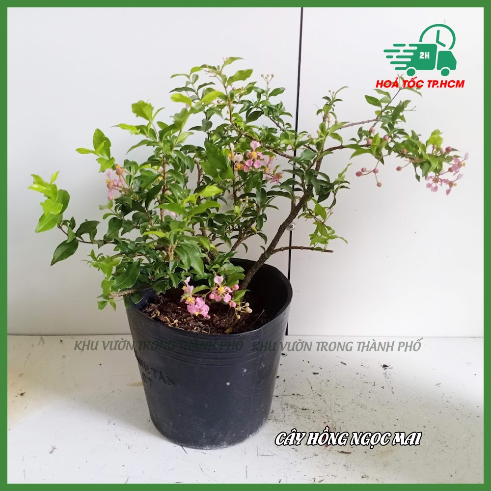 Cây Hồng ngọc mai ( cây làm bonsai)