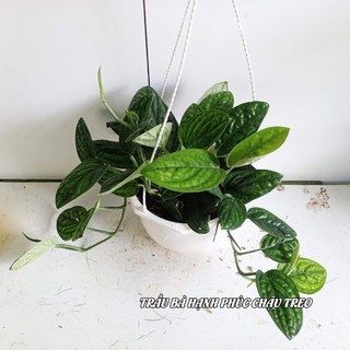 Trầu bà hạnh phúc (Monstera Karstenianum)