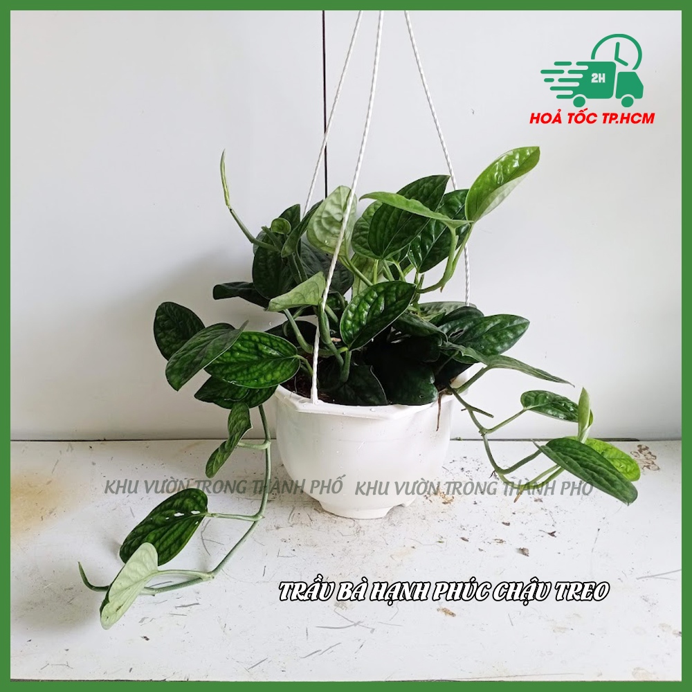 Trầu bà hạnh phúc (Monstera Karstenianum)