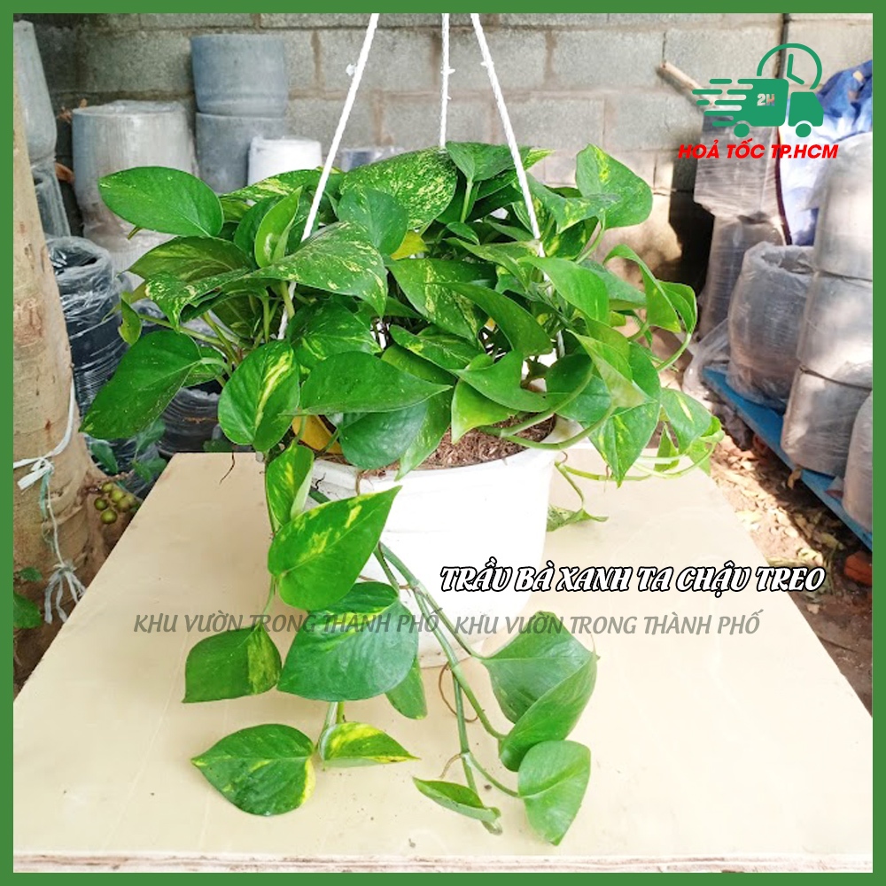 Cây trầu bà xanh ta (chậu treo)