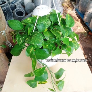 Cây trầu bà xanh ta (chậu treo)