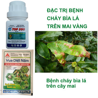 Thuốc trừ bệnh cháy bìa lá mai vàng; Thuốc trừ nấm bệnh cây trồng, Trừ bệnh cháy bìa lá Top 500 + VDN 18g