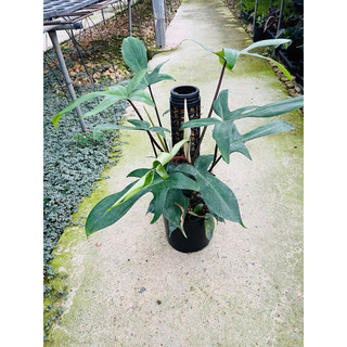 Chậu cứng Trầu bà cánh én - Philodendron florida leo trụ