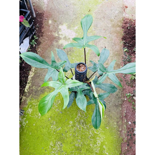 Chậu cứng Trầu bà cánh én - Philodendron florida leo trụ