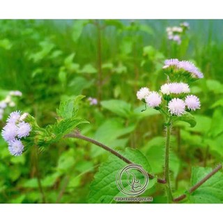 1kg cây cứt lợn khô (hoa ngũ sắc, cây cỏ hôi)