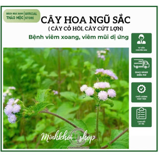 1kg cây cứt lợn khô (hoa ngũ sắc, cây cỏ hôi)