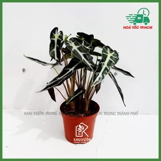 Cây môn quan âm chậu 1 nhánh ( có hỏa tốc)