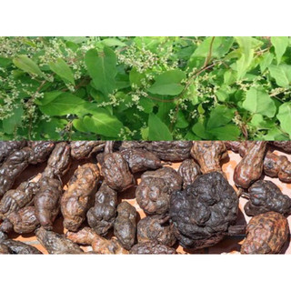 Cao Hà Thủ Ô lọ thuỷ tinh 100gr Mai Thị Thuỷ