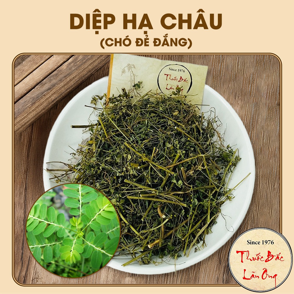 [Hàng Loại I] Chó Đẻ Đắng (Diệp Hạ Châu) 1kg