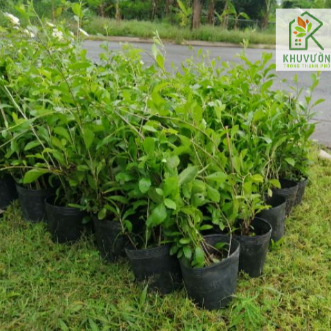 Cúc Tần Ấn Độ, cây che nắng (hỏa tốc HCM)