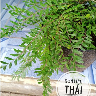 Cây sơn liễu thái (chậu 8)