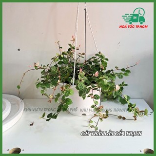 Cây thằn lằn cẩm thạch, cây thằn lằn bông