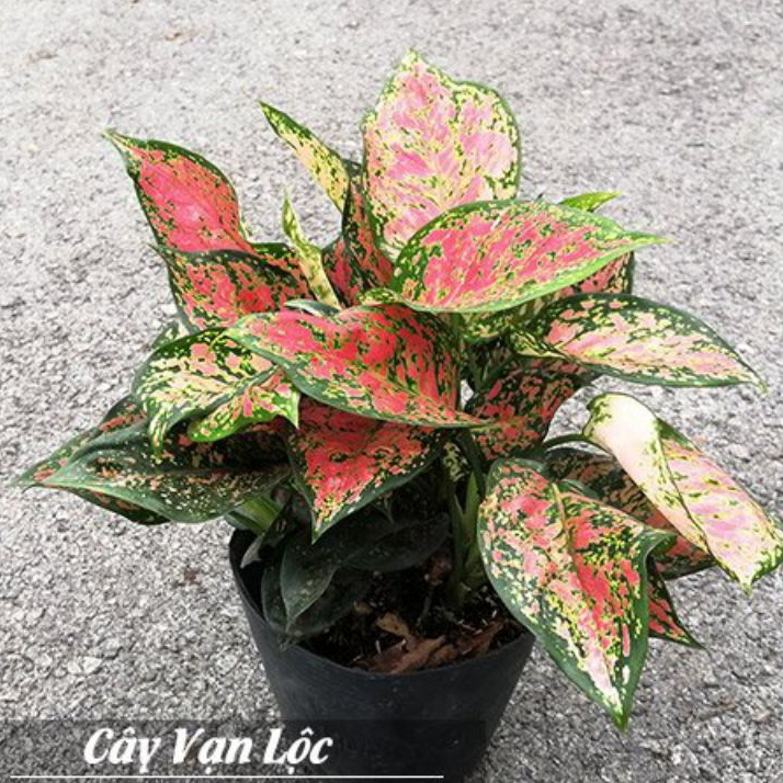 Cây Vạn Lộc, cây thiên phú
