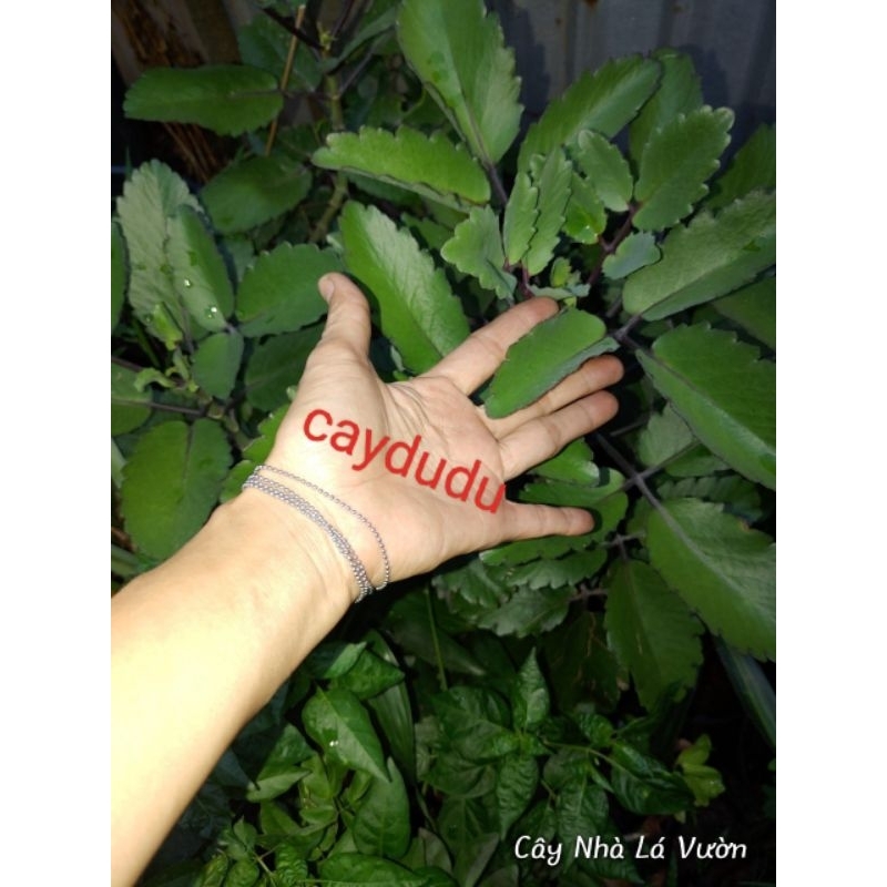 Combo 10 cây giống- sống đời lá, sống đời lồng đèn hay cây lá bỏng