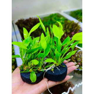 5 cây Lan nước gắn sẵn giá thể, lan nước nhánh lẽ, cây thủy sinh siêu dễ trồng không cần co2