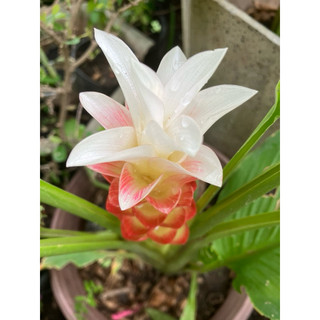 Chùm củ hoa nghệ Thái - tulip Thái
