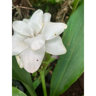 Chùm củ hoa nghệ Thái - tulip Thái